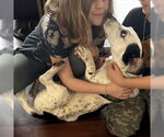 Small #4 Basset Hound Mix