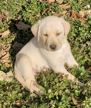 Medium Photo #6 Labrador Retriever Puppy For Sale in ABERDEEN, MD, USA