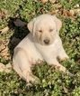 Small Photo #6 Labrador Retriever Puppy For Sale in ABERDEEN, MD, USA