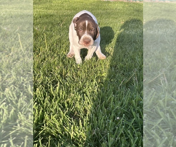 Medium Photo #4 German Shorthaired Pointer Puppy For Sale in JOHNSTOWN, OH, USA