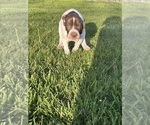 Small Photo #4 German Shorthaired Pointer Puppy For Sale in JOHNSTOWN, OH, USA