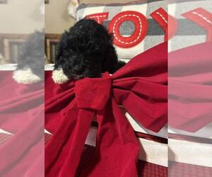Bernedoodle Puppy for sale in DUNNELLON, FL, USA