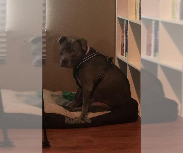 Medium Photo #2 American Staffordshire Terrier Puppy For Sale in San Antonio, TX, USA
