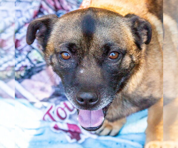 Medium Photo #6 Mutt Puppy For Sale in Canton, CT, USA