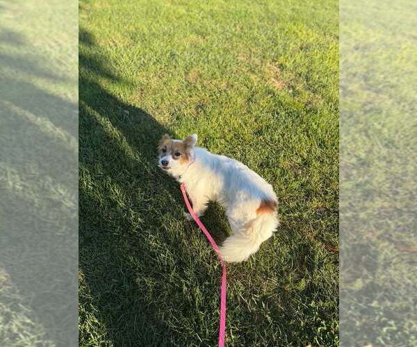 Medium Photo #2 Pomeranian-Unknown Mix Puppy For Sale in Aurora, IN, USA