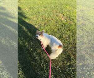 Candi - Female Pomeranian-Unknown Mix Dog for Adoption - Photo #2