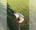 Small Photo #2 Pomeranian-Unknown Mix Puppy For Sale in Aurora, IN, USA