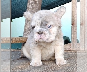 French Bulldog Puppy for sale in LONG BEACH, CA, USA