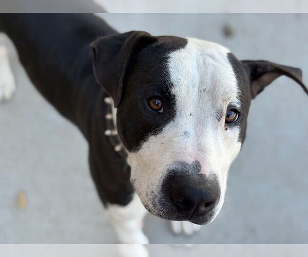 Medium Photo #1 American Pit Bull Terrier Puppy For Sale in Tulsa, OK, USA