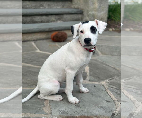 Medium Photo #1 American Pit Bull Terrier-Unknown Mix Puppy For Sale in pomfret, CT, USA