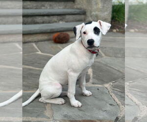 American Pit Bull Terrier-Unknown Mix Dogs for adoption in pomfret, CT, USA