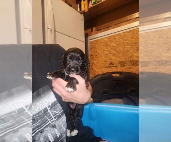 Medium Photo #1 Labradoodle Puppy For Sale in MONTROSE, CO, USA