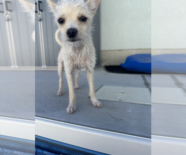 Medium Photo #9 Chihuahua-Unknown Mix Puppy For Sale in Sandy, UT, USA