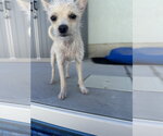 Small #8 Chihuahua Mix