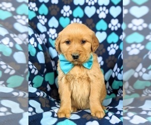 Golden Retriever Puppy for sale in OXFORD, PA, USA