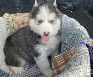 Siberian Husky Puppy for sale in BURLESON, TX, USA