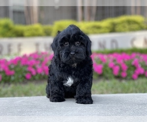 Poodle (Toy)-Yorkshire Terrier Mix Puppy for sale in HOUSTON, TX, USA