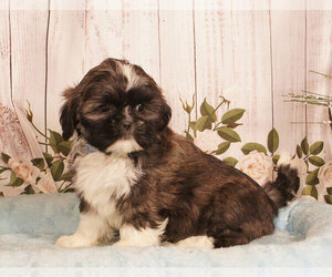 Shih Tzu Puppy for sale in PENNS CREEK, PA, USA