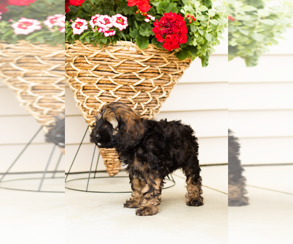 Medium Photo #3 Cocker Spaniel-Poodle (Miniature) Mix Puppy For Sale in MILLERSBURG, IN, USA