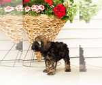 Small #2 Cocker Spaniel-Poodle (Miniature) Mix