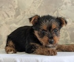 Small Photo #18 Yorkshire Terrier Puppy For Sale in GOSHEN, IN, USA