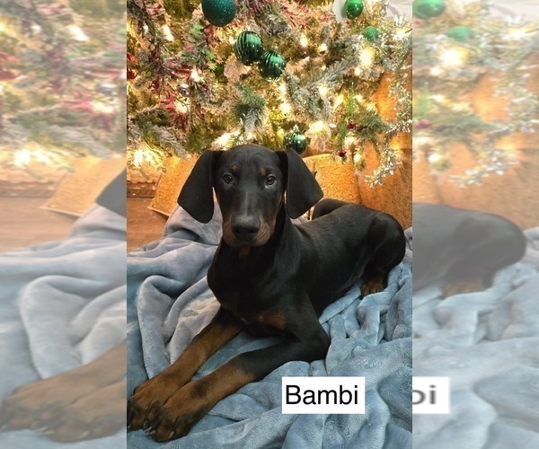 Medium Photo #6 Doberman Pinscher Puppy For Sale in POMEROY, OH, USA