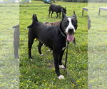 Small #4 Mutt