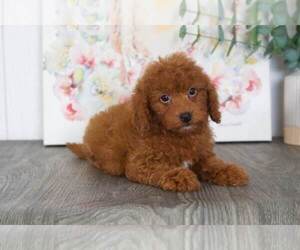 Goldendoodle Puppy for sale in BEL AIR, MD, USA