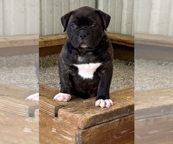 Medium Photo #1 American Bulldog Puppy For Sale in COLUMBIA, KY, USA
