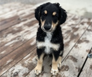 Australian Retriever-Australian Shepherd Mix Puppy for sale in DILLON, MT, USA