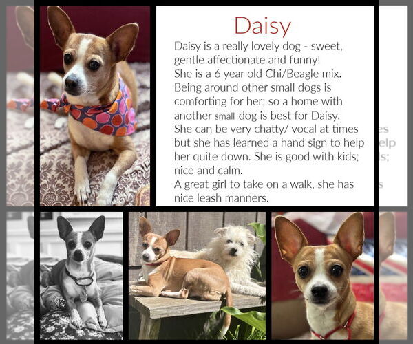 Medium Photo #14 Cheagle Puppy For Sale in San Francisco, CA, USA