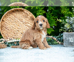 Small #2 Cavapoo