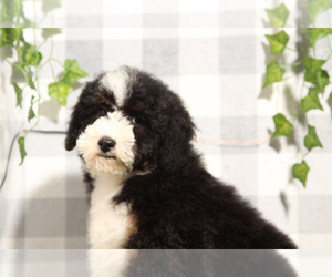 Bernedoodle (Miniature) Puppy for sale in MARIETTA, GA, USA
