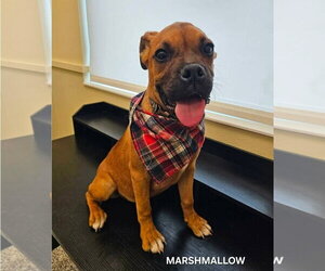 Mutt Dogs for adoption in Dumont, NJ, USA