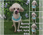 Bunny from Korea - Female Poodle (Toy) Dog for Adoption - Small photo