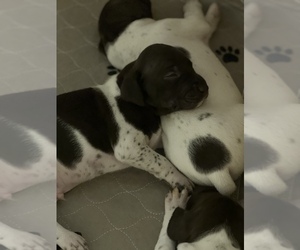 German Shorthaired Pointer Puppy for sale in UPLAND, CA, USA