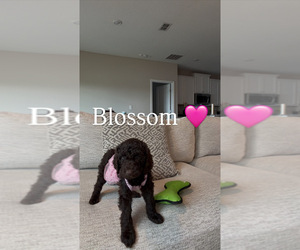 Goldendoodle Puppy for sale in JACKSONVILLE, FL, USA