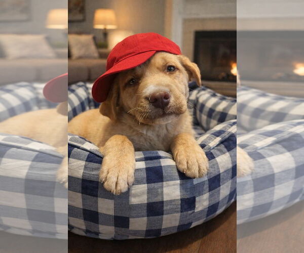 Medium Photo #2 Golden Labrador Puppy For Sale in Mt. Laurel, NJ, USA