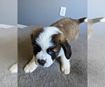 Small Photo #7 Saint Bernard Puppy For Sale in PALM COAST, FL, USA