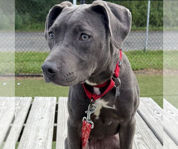 Medium Photo #2 Mutt Puppy For Sale in Canton, CT, USA
