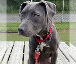 Small #1 Mutt