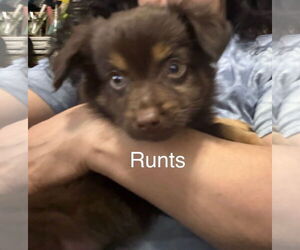 Doxie-Pin Dogs for adoption in Amarillo, TX, USA