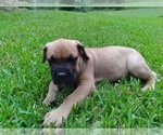 Small Photo #9 Cane Corso Puppy For Sale in HARLETON, TX, USA