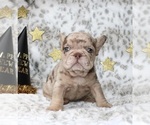 Small #10 French Bulldog