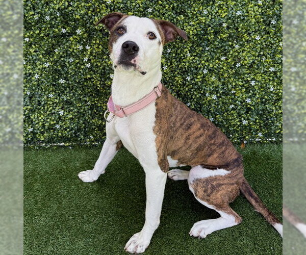 Medium Photo #2 Staffordshire Bull Terrier-Unknown Mix Puppy For Sale in Naples, FL, USA