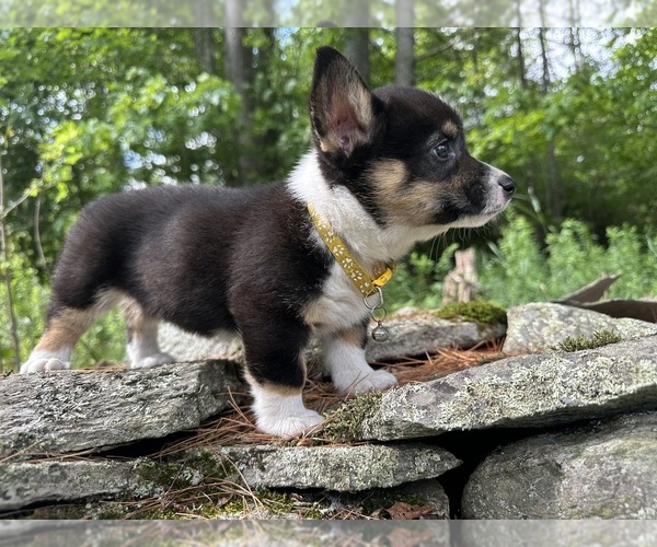Medium Photo #67 Pembroke Welsh Corgi Puppy For Sale in PERKINSVILLE, VT, USA
