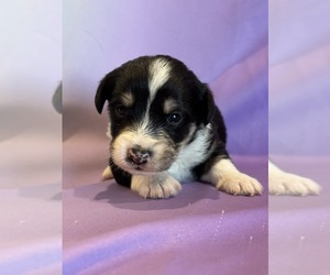 Corgipoo Puppy for sale in LONGMONT, CO, USA