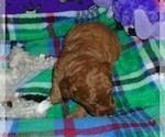 Small Photo #9 Poodle (Standard) Puppy For Sale in CLATSKANIE, OR, USA