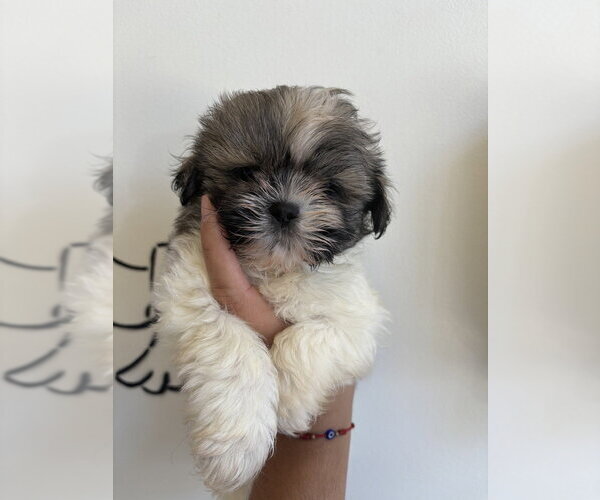 Medium Photo #2 Shih Tzu Puppy For Sale in Studio City, CA, USA