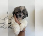 Small #1 Shih Tzu